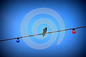 Bird on a wire