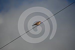 Bird on a wire - mourning dove - Zenaida macroura