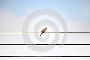 Bird on wire alone on sky
