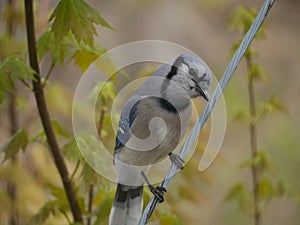 Bird on a wire suave pose by blue jay bird