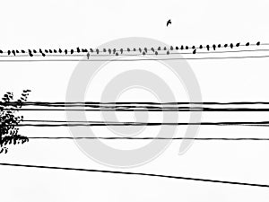 Bird on the Wire in Toronto, Canada.