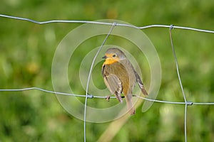 Bird at a wired fence