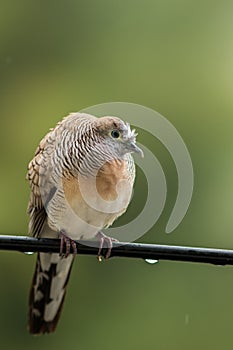 A bird on the wires