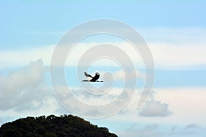 Bird Wood Stork in Piedras Blancas National Park, La Gamba, Golfito, Puntarenas Province photo