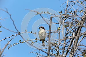 Bird Woodchat shrike photo