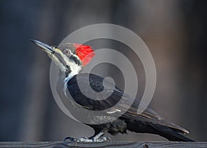 Bird, woodpecker, pileated, dryocopus, pileatus photo