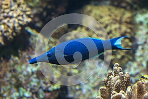 Bird wrasse (Gomphosus varius).