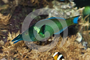 BIRD WRASSE gomphosus varius, ADULT