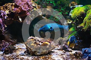 Bird Wrasse - Marine Fish