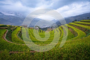 Bird's-eye view of Mong Ngua terraced fields in Mu Cang Chai, Vietnam. photo