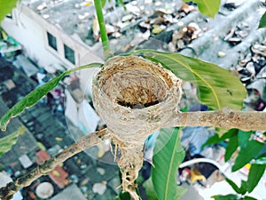 Bird& x27;s nest