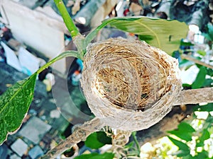 Bird& x27;s nest
