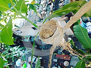 Bird nest