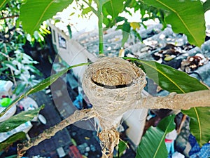 Bird nest