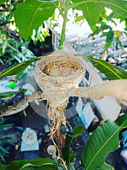 Bird nest