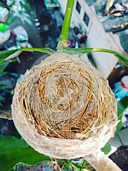 Bird nest