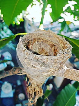 Bird nest