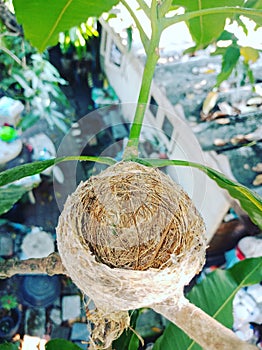 Bird nest