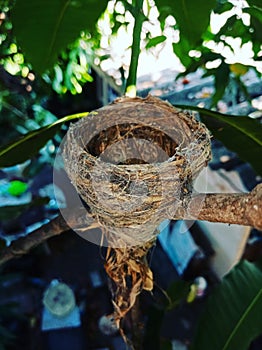 Bird nest