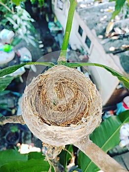 Bird nest