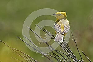 Bird - Yellow-backed Wagtail Motacilla lutea sitting on a branch of a bush sunny spring morning.