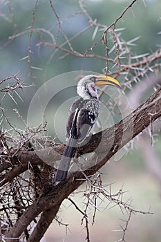 Bird with yellow beak in acacia tree