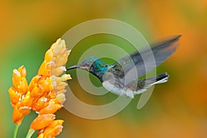 Bird with yellow bloom. White-necked Jacobin, Florisuga mellivora, blue and white little bird hummingbird flying next to beautiful