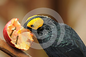 Bird --- yellow-faced Mynah