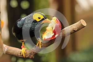 Bird --- yellow-faced Mynah