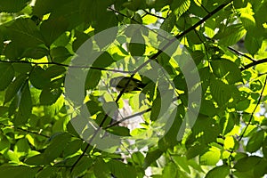 bird with yellow feathers, titmouse, tomtit, chickadee sits among the tree branches, crowns of trees