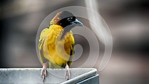 Bird with yellow plumage and dark head, Village Weaver