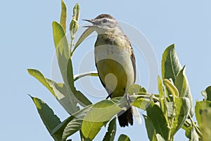 Bird the yellow Wagtail sings among the flowers on a Sunny meadow in the summer.