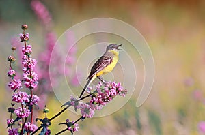 Bird the yellow Wagtail sings on a meadow in summer day