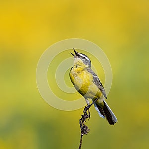 bird is the yellow Wagtail sings on a summer solar mead