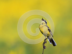 Bird is the yellow Wagtail sings on a summer solar meadow