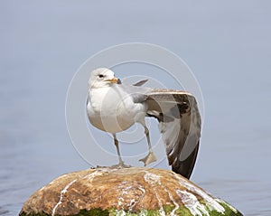 Bird Yoga