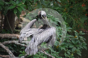 Bird in the zoo of Cali, Colombia photo
