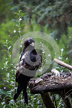 Bird in a zoo looklike in wildlife