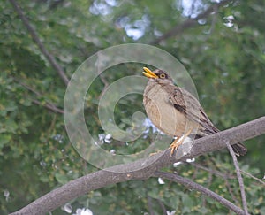 bird zorzal on top of a tree branch