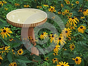 Birdbath and black eyed susans, Rudbeckia Hirta