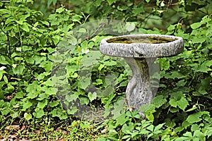 Birdbath in Ivy and brambles. Family garden