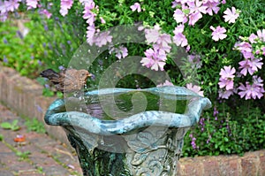 Birdbath splashing