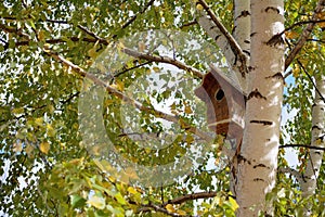 Birdbox on birch