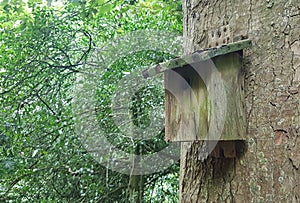 Birdbox on tree trunk