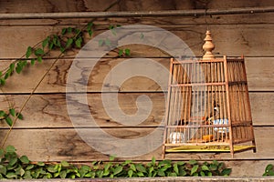 Birdcage with wooden background