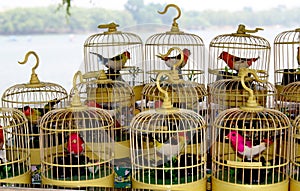 Birdcages