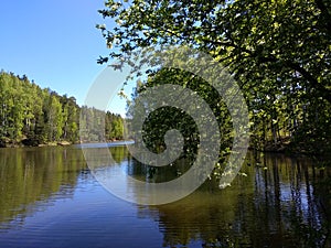 Birdcherry over a mountain river.