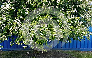 Birdcherry tree blooming