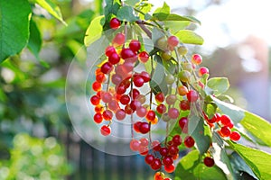 Birdcherry tree with bunch of unripe berries