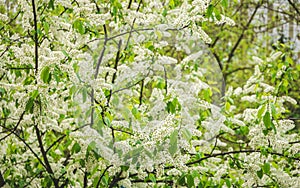 Birdcherry tree blossom